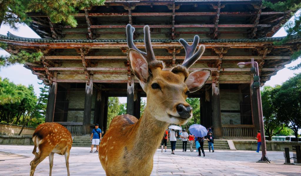 nara