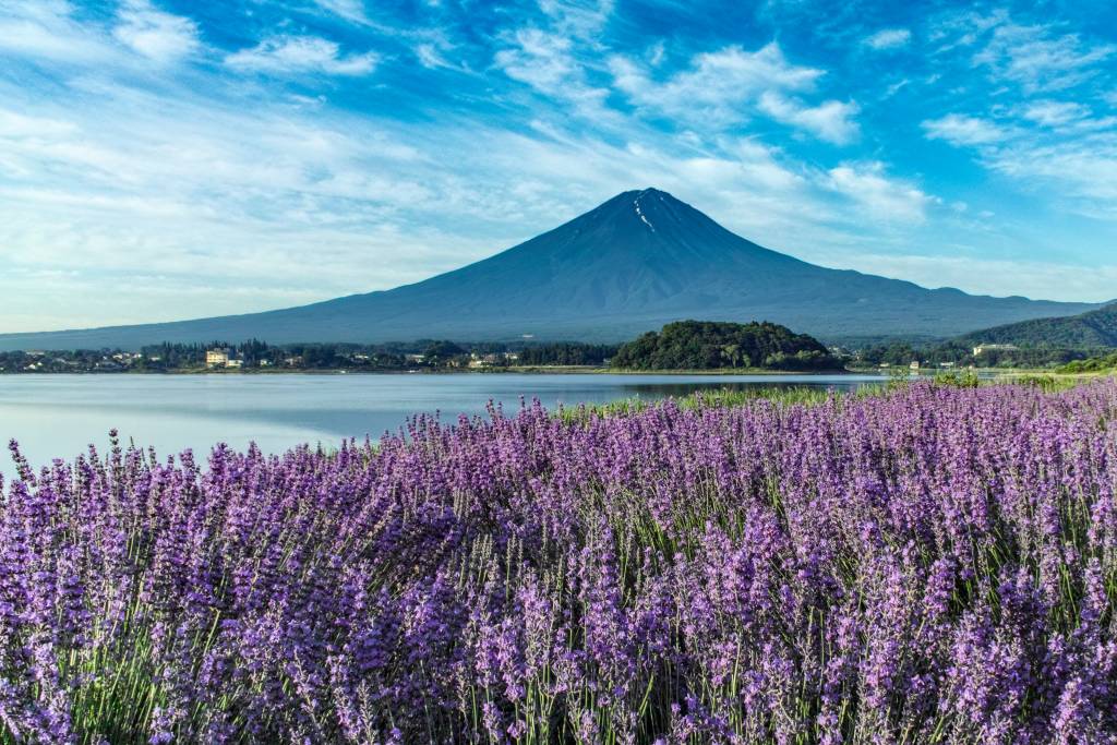 Lavender at Lake Kawaguchi and Mt. Fuji