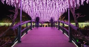 Wisteria tunnel illuminations at Ashikaga Flower Park
