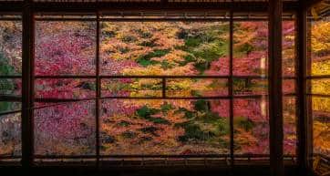 Kyoto, Japan - November 29, 2023: Vibrant colors at Ruriko-in Buddhist temple during autumn season in Kyoto, Japan.