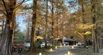 The trees turn yellow at the Kobe Municipal Arboretum in autumn .