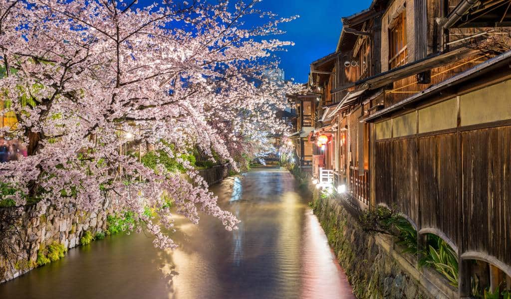 Gion Shirakawa Evening Cherry Blossom Illuminations