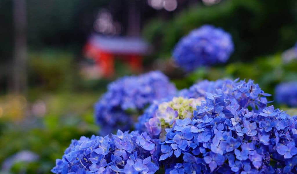 Kyoto's Yanagidani Kannon Hydrangea Week