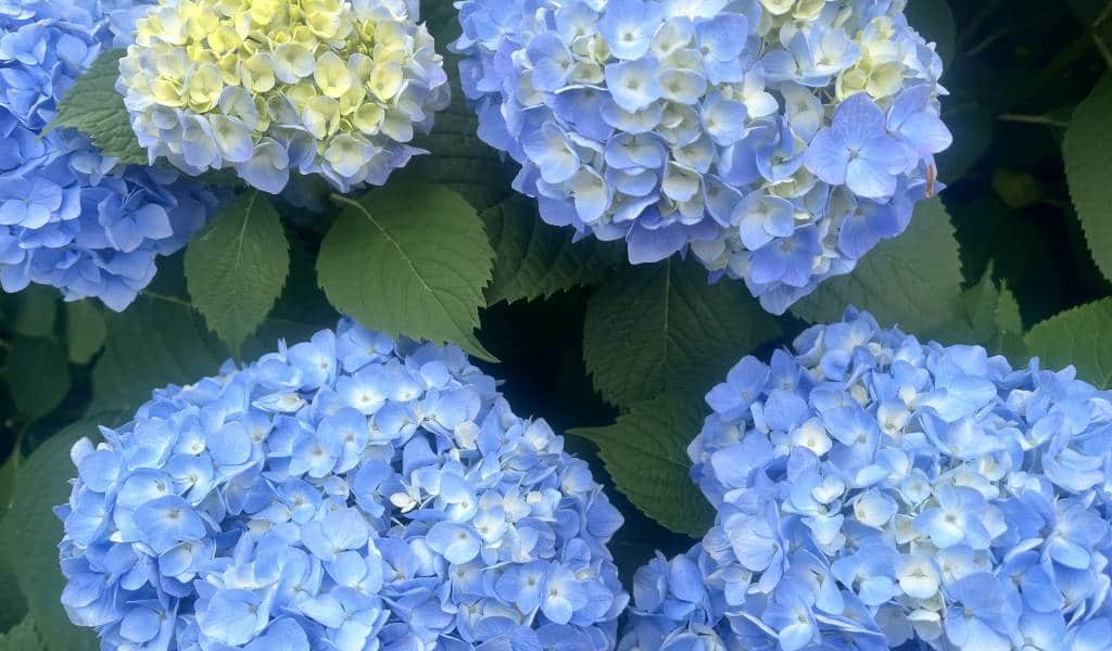 Expo '70 Hydrangea Festival