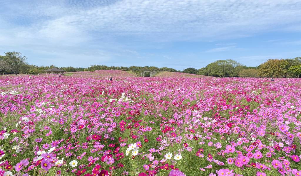 Uminaka Flower Festival